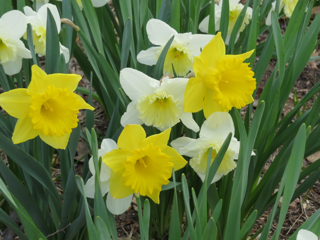 Ask about our Green Campus! Daffodil Hill